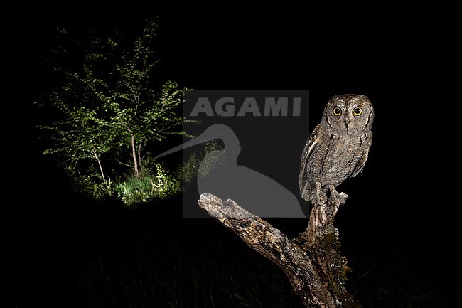 Eurasian Scops Owl (Otus scops scops) during the night in Italy. Perched on a branch, used as a lookout for hunting. stock-image by Agami/Alain Ghignone,