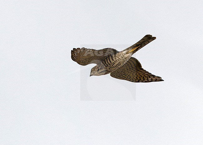 Japanese sparrowhawk (Accipiter gularis) during autumn migration in Mongolia. stock-image by Agami/Dani Lopez-Velasco,