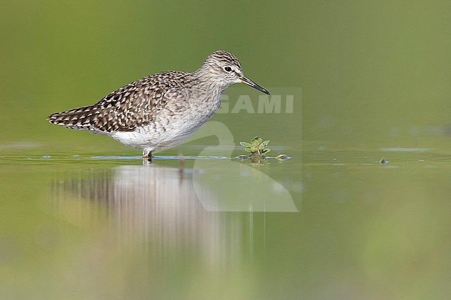 Wood Sandpiper (Tringa glareola), side view of an adult standing in the water, Campania, Italy stock-image by Agami/Saverio Gatto,