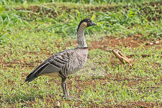 Nene (Branta sandvicensis) on Kauai island, Hawaii, United States. Also known as Hawaiian goose. stock-image by Agami/Pete Morris,
