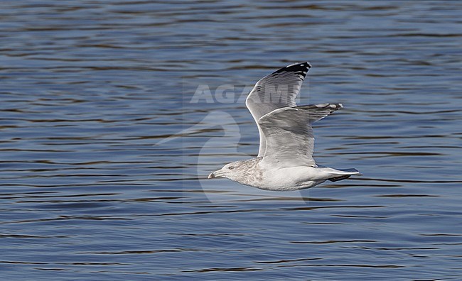 American Herring Gull (Larus smithsonianus), adult in flight at Stone Harbor, New Jersey, USA stock-image by Agami/Helge Sorensen,