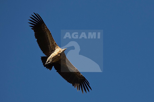 Immature white-backed vulture (Gyps africanus) flying at Aero in Ethiopia. stock-image by Agami/Mathias Putze,