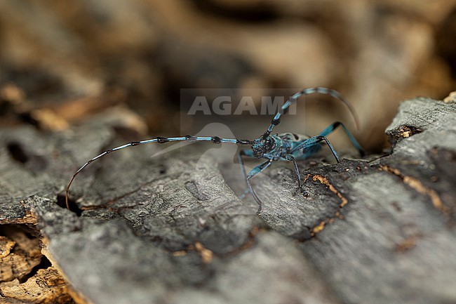 Alpenboktor, Rosalia longicorn, Rosalia alpina stock-image by Agami/Mathias Putze,