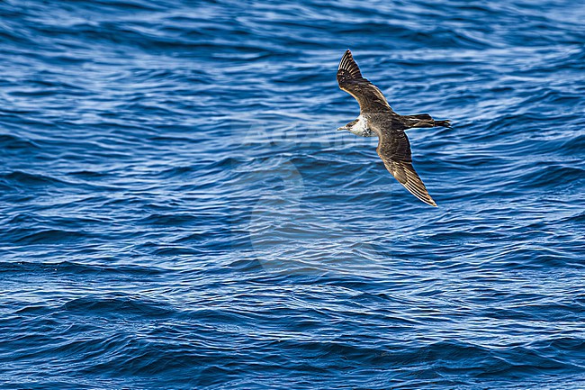  stock-image by Agami/Menno van Duijn,