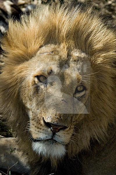 Lion adult male close-up; Leeuw portret volwassen man stock-image by Agami/Martijn Verdoes,