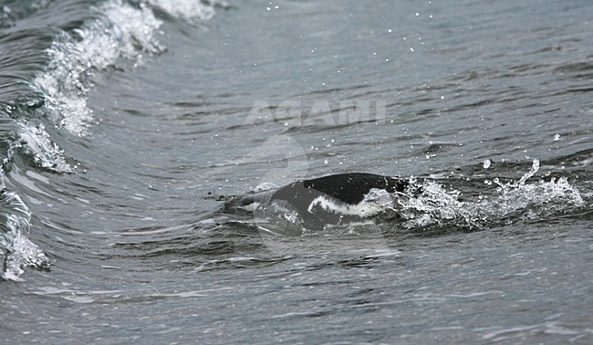 Zwemmende Magelhaenpinguin; Swimming Magellanic Penguin stock-image by Agami/Marc Guyt,