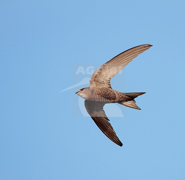 Pallid Swift (Apus pallidus) in flight in Spain. stock-image by Agami/Ran Schols,