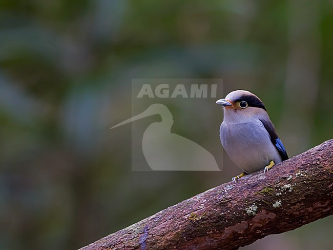 Mannetje Wenkbrauwbreedbek zittend op tak, Male Silver-breasted Broadbill perched on a branch stock-image by Agami/Alex Vargas,