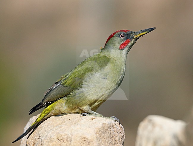 Iberische Groene Specht op een steen; Iberian Green Woodpecker perched on a rock stock-image by Agami/Markus Varesvuo,