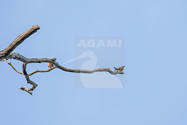 Usambara Hyliota (Hyliota usambara) in Tanzania. Found only in the Usambara Mountains in Tanga Region of Tanzania. stock-image by Agami/Pete Morris,
