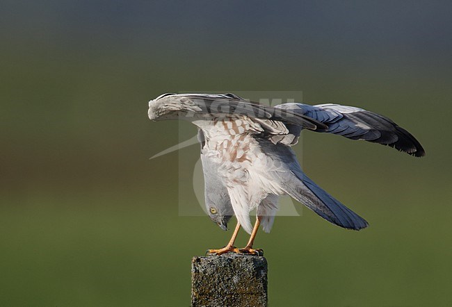 Adult male Montagu's Harrier (Circus pygargus) in the Extremadura in central Spain. Perched on a roadside pole against green natural background, with head pointing down. stock-image by Agami/Helge Sorensen,