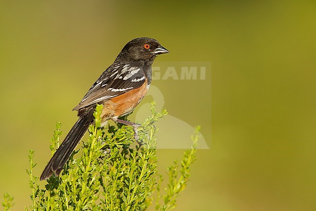 Adult Spotted Towhee (Pipilo maculatus) perched on a twig in Los Angeles County, California in USA. stock-image by Agami/Brian E Small,