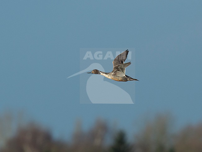 First winter male Northern Pintail (Anas acuta) with still juvenile features, like its belly and wing coverts. stock-image by Agami/Edwin Winkel,