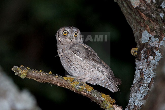 Adulte Dwergooruil op tak met korstmos; Adult Eurasian scops owl on branch with lichens stock-image by Agami/Martijn Verdoes,