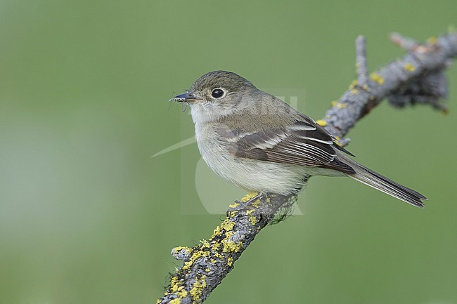 Adult Least Flycatcher (Empidonax minimus) perched on a branch in a forest near Kamloops, British Columbia in Canada. stock-image by Agami/Brian E Small,