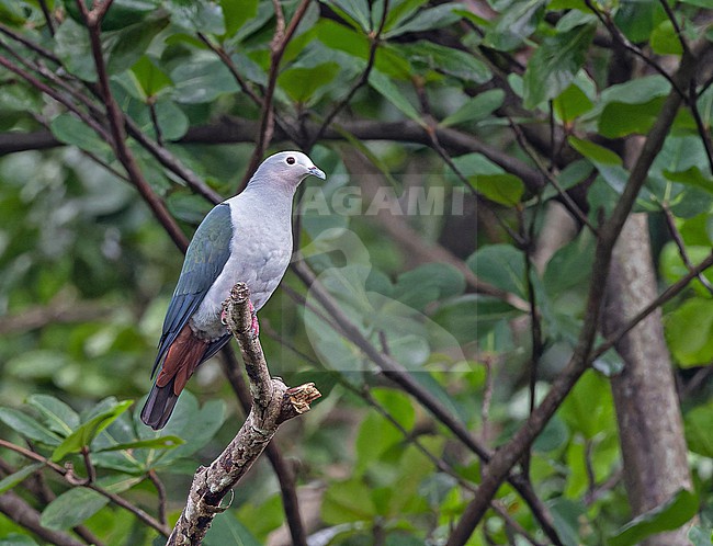 Island Imperial Pigeon, Ducula pistrinaria, in Papua New Guinea. stock-image by Agami/Pete Morris,