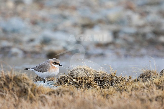 Lesser Sand Plover (Charadrius mongolus pamirensis) in Tajikistan. Adult female standing between low coastal vegetation of a lake. stock-image by Agami/Ralph Martin,