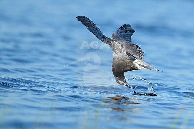 Adult breeding
Kidder Co., ND
June 2020 stock-image by Agami/Brian E Small,