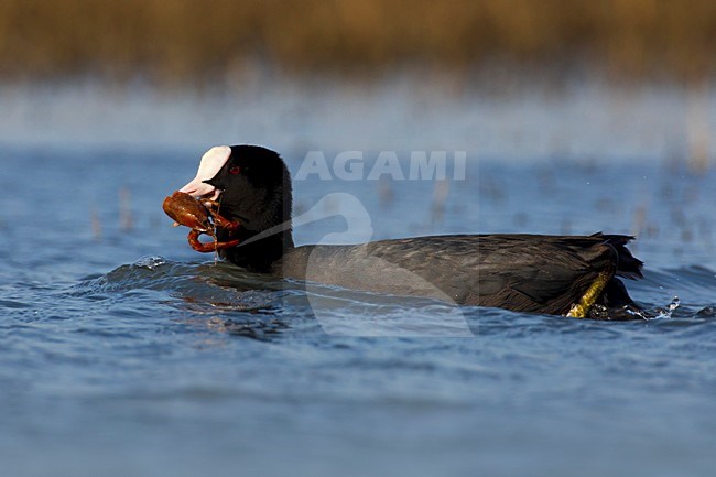 Meerkoet foeragerend op zoetwater kreeft; Eurasian Coot foraging on crayfish stock-image by Agami/Daniele Occhiato,
