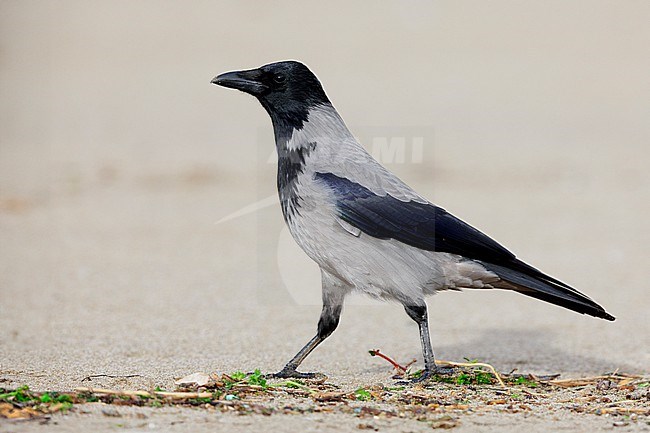 Hooded Crow (Corvus cornix), side view of an individual standing on the sand, Campania, Italy stock-image by Agami/Saverio Gatto,