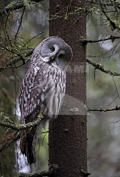 Great Grey Owl adult perched in a tree; Laplanduil volwassen zittend in een boom stock-image by Agami/Markus Varesvuo,