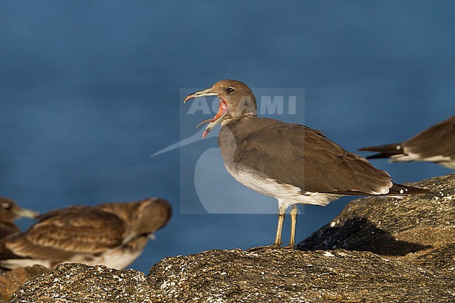 Sooty Gull - Hemprichmöwe - Larus hemprichii, Oman, adult, winter stock-image by Agami/Ralph Martin,