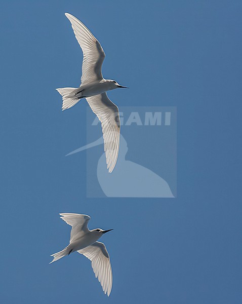 Atlantic white tern, Gygis alba alba) in the atlantic ocean. Also known as Fairy tern of White Noddy. stock-image by Agami/Marc Guyt,