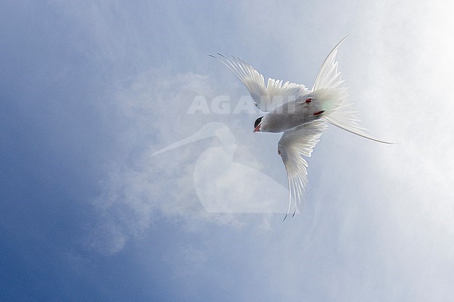 Arctic Tern (Sterna paradisaea), adult in flight seen from below, Southern Peninsula, Iceland stock-image by Agami/Saverio Gatto,