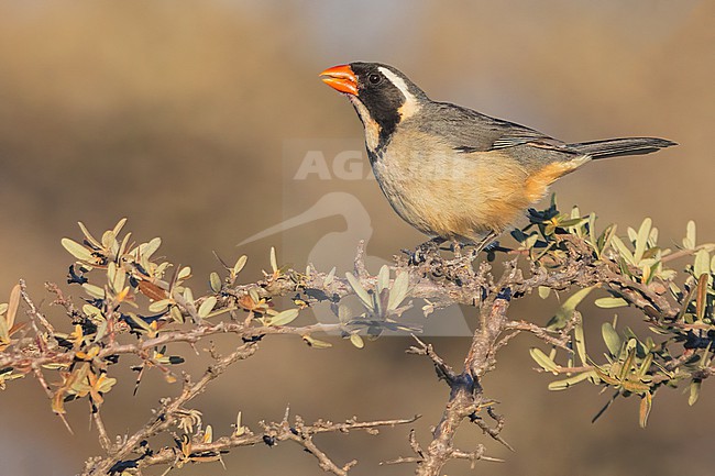Golden-billed Saltator (Saltator aurantiirostris) Perched on a branch in Argentina stock-image by Agami/Dubi Shapiro,