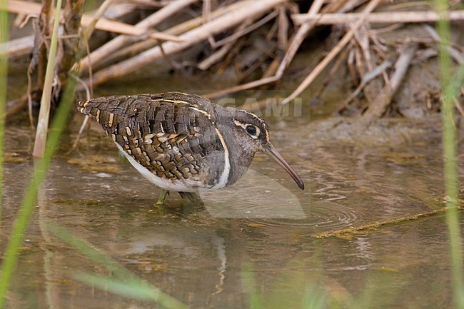 Male Goudsnip; Mannetje Greater Painted Snipe stock-image by Agami/Daniele Occhiato,