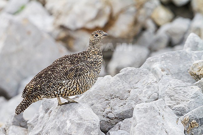 Adult female Alps Rock Ptarmigan (Lagopus muta helvetica) in Alp mountains in Germany. stock-image by Agami/Ralph Martin,