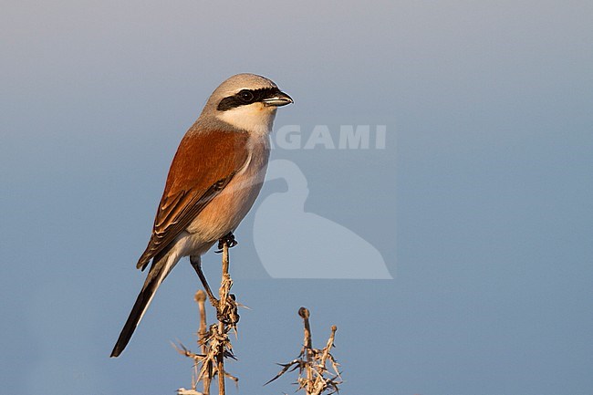 Red-backed Shrike - Neuntöter - Lanius collurio, Cyprus, adult male stock-image by Agami/Ralph Martin,