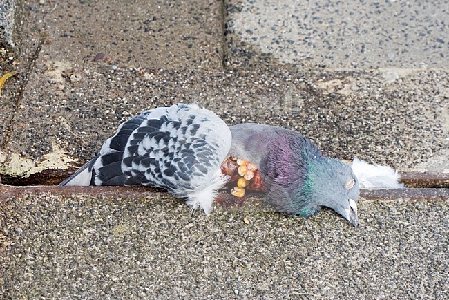Dode Postduif klem tussen een brug; Dead Feral Pigeon stuck under bridge stock-image by Agami/Arnold Meijer,