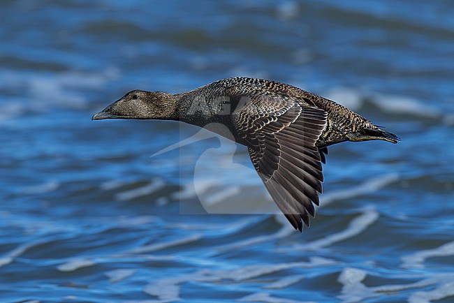 adult female common eider (Somateria mollissima) of subspecies borealis in flight, found at Texel in the Netherlands stock-image by Agami/Mathias Putze,