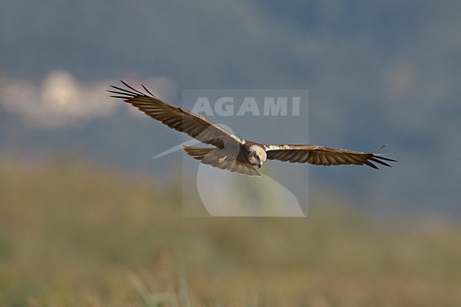 Vrouwtje Bruine Kiekendief in vlucht; Female Western Marsh Harrier in flight stock-image by Agami/Daniele Occhiato,