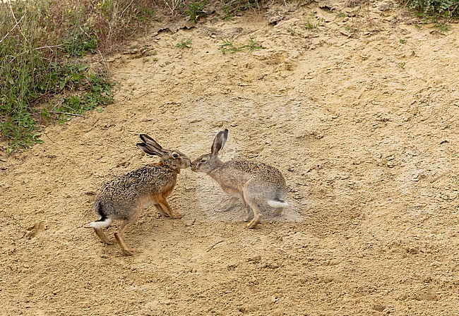 European Hares (Lepus europaeus) kissing on sandy hill in Hungary. stock-image by Agami/Marc Guyt,