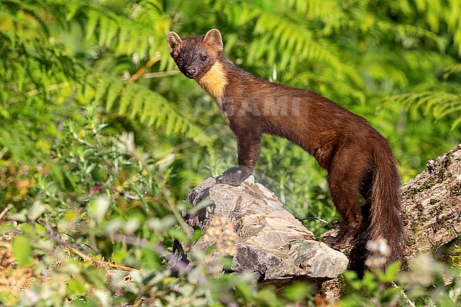 Pine Marten (Martes martes), side view of an adult male standing on a rock. Looking alert around. stock-image by Agami/Saverio Gatto,
