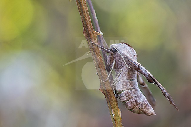 Smerinthus ocellata - Eyed hawk-moth - Abendpfauenauge, Germany (Baden-Württemberg), imago stock-image by Agami/Ralph Martin,