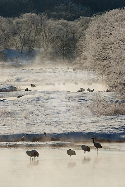 Chinese Kraanvogels bij zonsopkomst, Red-crowned Cranes in sunrise stock-image by Agami/Roy de Haas,