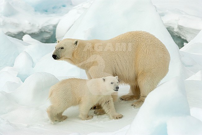 Polar bear (Ursus maritimus) mom and cub close-up stock-image by Agami/Roy de Haas,