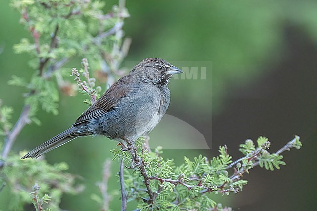Adult
Santa Cruz Co., AZ
May 2024 stock-image by Agami/Brian E Small,