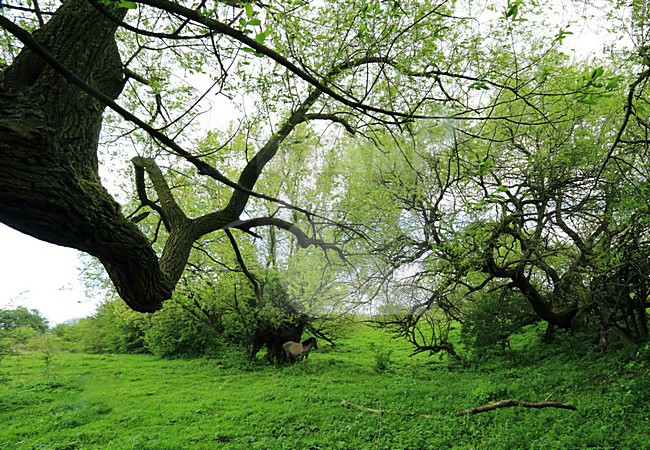 Gelderse Poort, Millingerwaard stock-image by Agami/Jacques van der Neut,