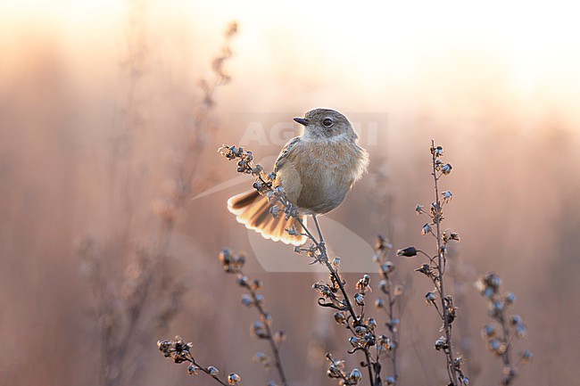 European Stonechat (Saxicola rubicola) in Italy. stock-image by Agami/Daniele Occhiato,