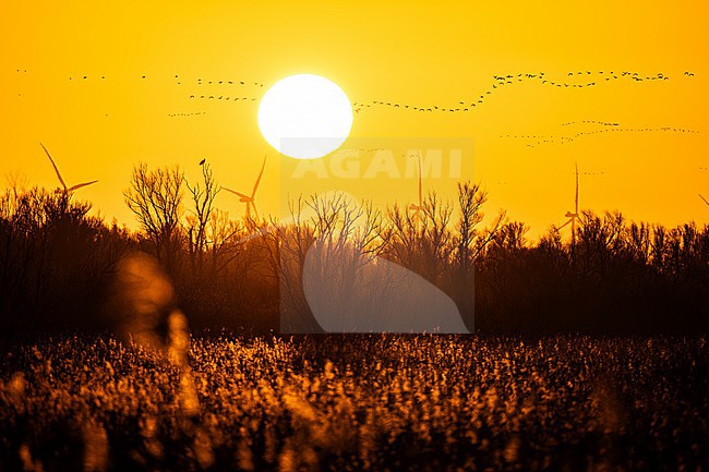  stock-image by Agami/Menno van Duijn,
