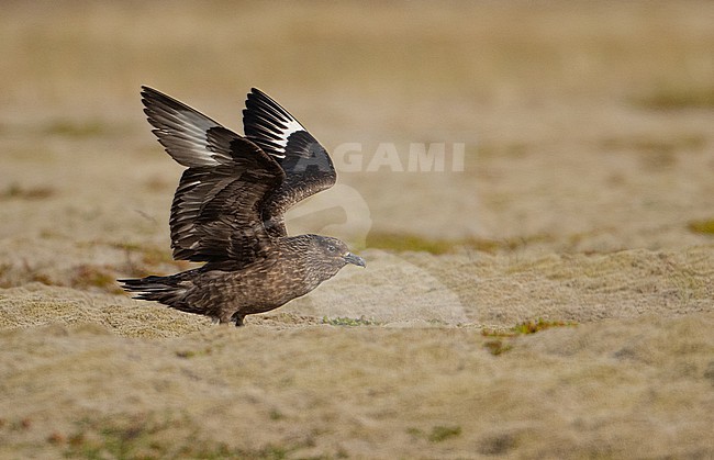 Great Skua (Stercorarius skua) on its breeding grounds in Iceland stock-image by Agami/Eduard Sangster,