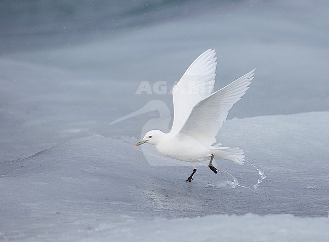Ivoormeeuw, Ivory Gull, Pagophila eburnea stock-image by Agami/Arie Ouwerkerk,