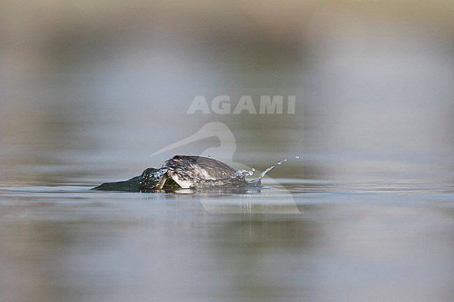Black-necked Grebe - Schwarzhalstaucher - Podiceps nigricollis ssp. nigricollis, Germany, adult winter diving stock-image by Agami/Ralph Martin,