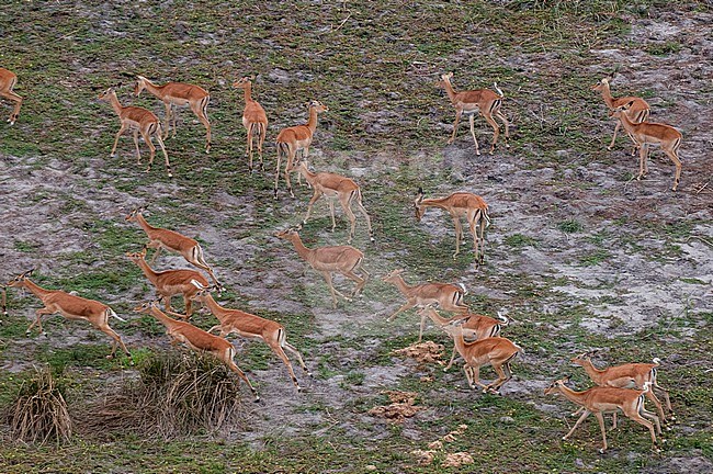 An aerial view of a herd of impalas, Aepyceros melampus. Okavango Delta, Botswana. stock-image by Agami/Sergio Pitamitz,