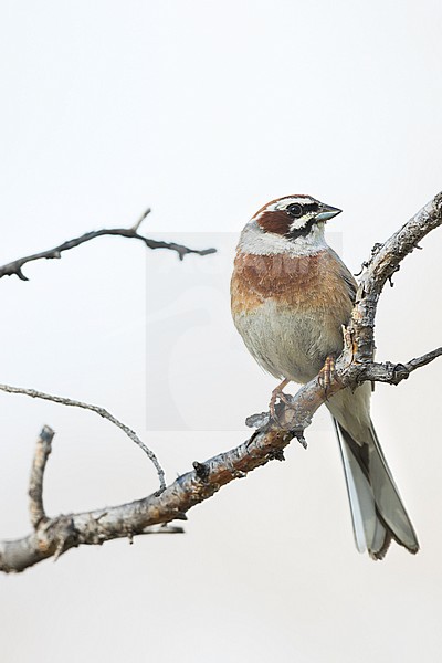 Meadow Bunting - Wiesenammer - Emberiza cioides ssp. cioides, Russia (Baikal), adult male stock-image by Agami/Ralph Martin,