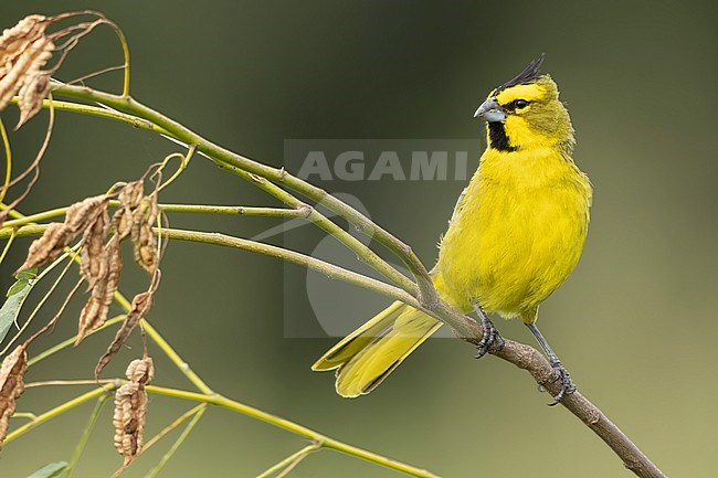 Yellow Cardinal (Gubernatrix cristata) Perched on a branch in Argentina stock-image by Agami/Dubi Shapiro,